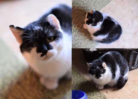 Helenka - kočka k adopci