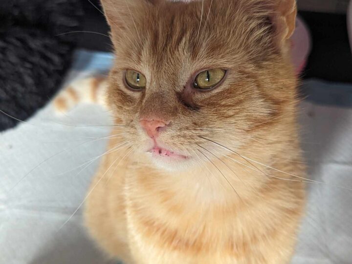 Patrik