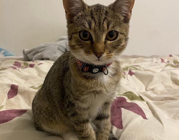 Nico