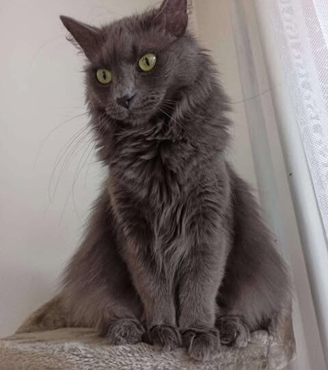 Sára
