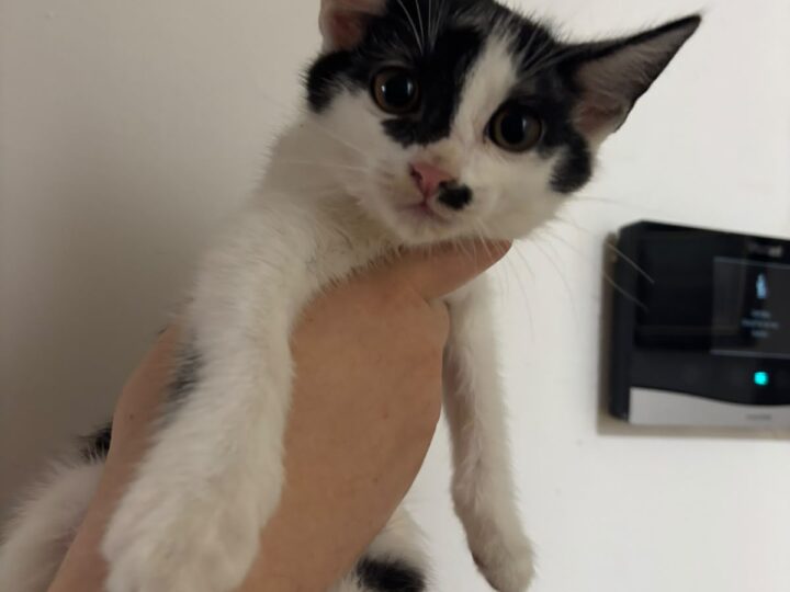 Kitlerina